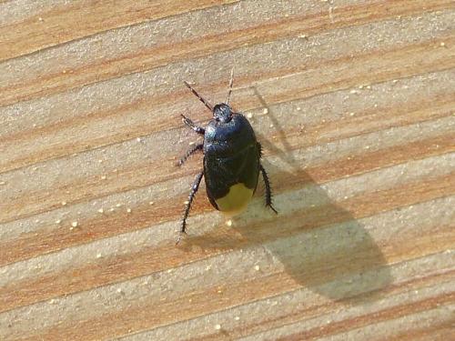Réf. 238 831 : Cydnus aterrimus